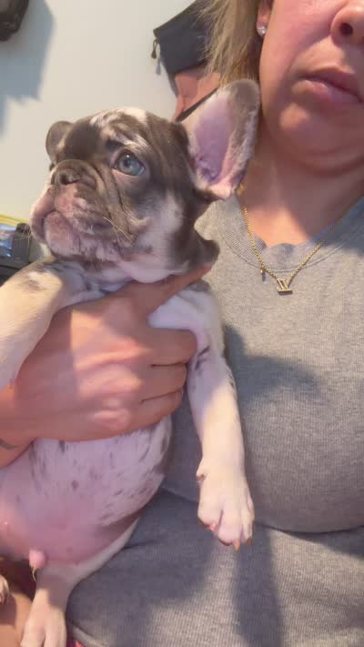 Knox, a male French Bulldog for sale in Fort Myers, FL – 2 of 3