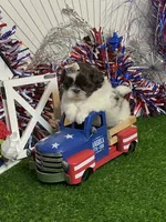 Wesley, a male Shih Tzu for sale in Abilene, TX – 5 of 6