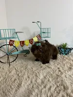 Nico, a male Shih Tzu for sale in Abilene, TX – 7 of 10