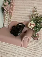 Hershey chocolate , a female Shih Tzu for sale in Abilene, TX – 9 of 10