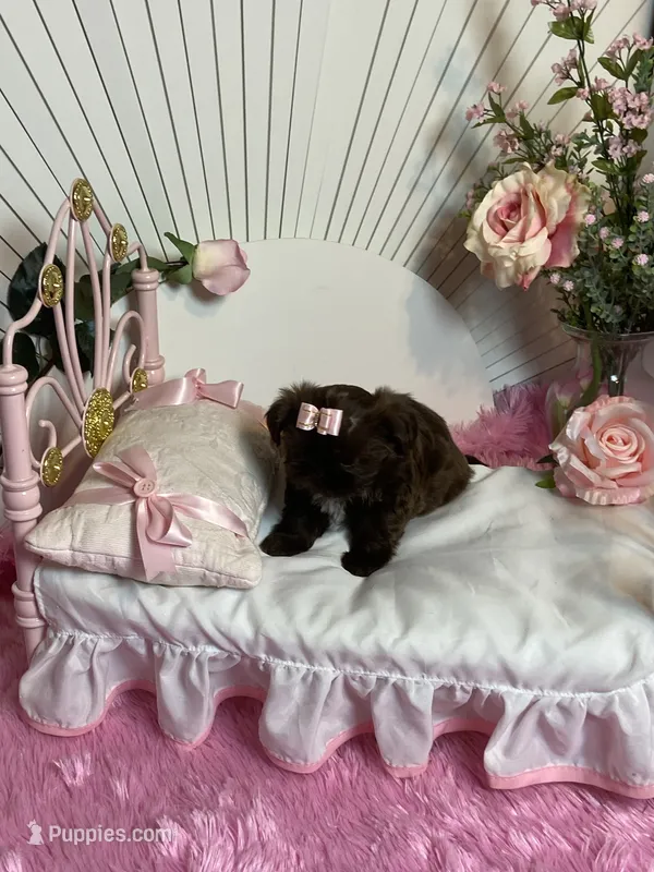 Bunny – Shih Tzu puppy for sale in Abilene, TX