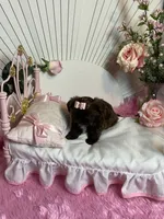 Bunny, a female Shih Tzu for sale in Abilene, TX – 1 of 6