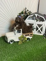 Kim chi, a male Shih Tzu for sale in Abilene, TX – 4 of 10