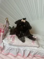 Tippy dark chocolate , a female Shih Tzu for sale in Abilene, TX – 5 of 10