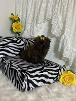 Gucci, a female Shih Tzu for sale in Abilene, TX – Photo 2 of 10