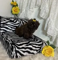 Gucci, a female Shih Tzu for sale in Abilene, TX – Photo 4 of 10