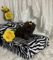 Gucci, a female Shih Tzu for sale in Abilene, TX – Photo 9 of 10