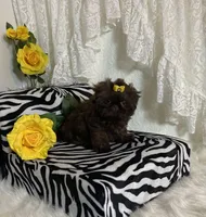 Gucci, a female Shih Tzu for sale in Abilene, TX – Photo 8 of 10