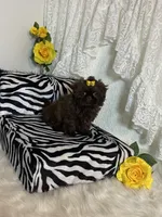 Gucci, a female Shih Tzu for sale in Abilene, TX – Photo 6 of 10