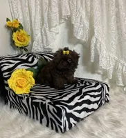 Gucci, a female Shih Tzu for sale in Abilene, TX – Photo 1 of 10