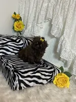 Gucci, a female Shih Tzu for sale in Abilene, TX – Photo 5 of 10