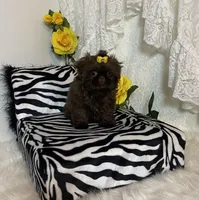 Gucci, a female Shih Tzu for sale in Abilene, TX – Photo 7 of 10