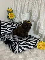 Gucci, a female Shih Tzu for sale in Abilene, TX – Photo 3 of 10