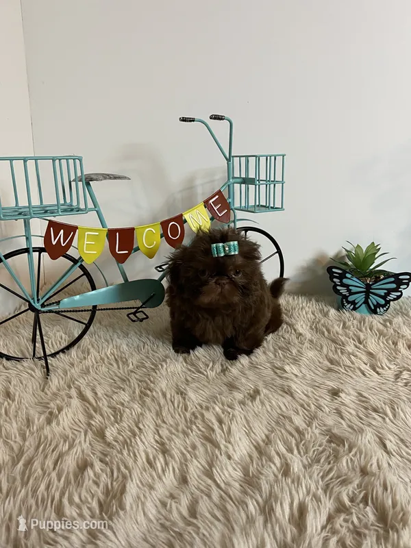 Nico – Shih Tzu puppy for sale in Abilene, TX