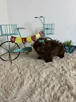 Nico, a male Shih Tzu for sale in Abilene, TX – 9 of 10