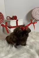 HoT chocolate, a female Shih Tzu for sale in Abilene, TX – Photo 8 of 10