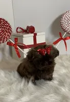 HoT chocolate, a female Shih Tzu for sale in Abilene, TX – Photo 9 of 10