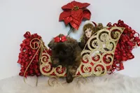 HoT chocolate, a female Shih Tzu for sale in Abilene, TX – Photo 3 of 10