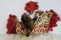 HoT chocolate, a female Shih Tzu for sale in Abilene, TX – Photo 5 of 10