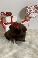 HoT chocolate, a female Shih Tzu for sale in Abilene, TX – Photo 10 of 10