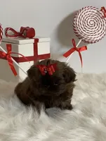 HoT chocolate, a female Shih Tzu for sale in Abilene, TX – Photo 6 of 10