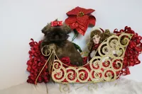 HoT chocolate, a female Shih Tzu for sale in Abilene, TX – Photo 4 of 10