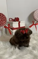 HoT chocolate, a female Shih Tzu for sale in Abilene, TX – Photo 7 of 10