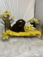 Nico, a male Shih Tzu for sale in Abilene, TX – 8 of 10