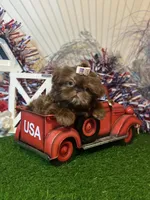 Chocolate Nico , a male Shih Tzu for sale in Abilene, TX – 3 of 10