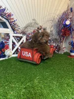 Chocolate Nico , a male Shih Tzu for sale in Abilene, TX – 10 of 10