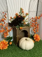 Peter pumpkin eater , a male Shih Tzu for sale in Abilene, TX – 9 of 10