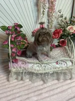 Rosey, a female Shih Tzu for sale in Abilene, TX – 5 of 10