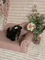Hershey chocolate , a female Shih Tzu for sale in Abilene, TX – 8 of 10