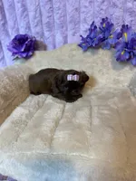 Mommas baby gucci, a female Shih Tzu for sale in Abilene, TX – 2 of 9