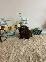 Nico, a male Shih Tzu for sale in Abilene, TX – 5 of 10