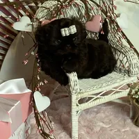 BUCEE, a male Shih Tzu for sale in Abilene, TX – Photo 1 of 7