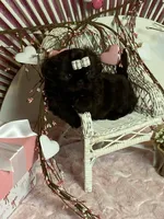 BUCEE, a male Shih Tzu for sale in Abilene, TX – Photo 1 of 7