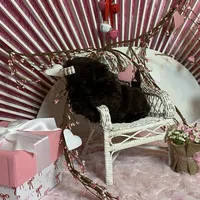 BUCEE, a male Shih Tzu for sale in Abilene, TX – Photo 5 of 7