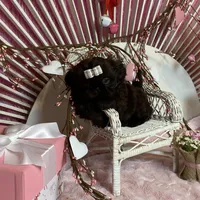 BUCEE, a male Shih Tzu for sale in Abilene, TX – Photo 6 of 7