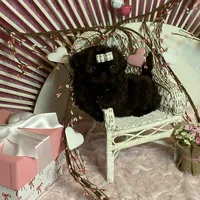 BUCEE, a male Shih Tzu for sale in Abilene, TX – Photo 4 of 7