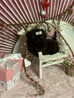 BUCEE, a male Shih Tzu for sale in Abilene, TX – Photo 4 of 7