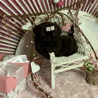 BUCEE, a male Shih Tzu for sale in Abilene, TX – Photo 3 of 7