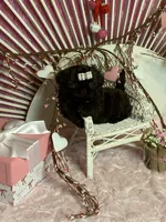 BUCEE, a male Shih Tzu for sale in Abilene, TX – Photo 3 of 7