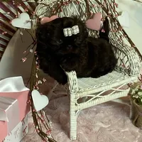 BUCEE, a male Shih Tzu for sale in Abilene, TX – Photo 2 of 7