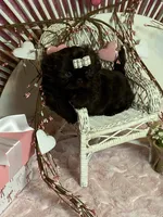 BUCEE, a male Shih Tzu for sale in Abilene, TX – Photo 2 of 7