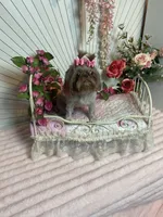 Rosey, a female Shih Tzu for sale in Abilene, TX – 10 of 10