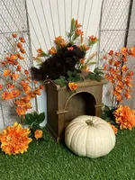 Peter pumpkin eater , a male Shih Tzu for sale in Abilene, TX – 10 of 10