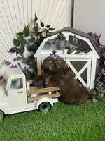 Kimchi, a male Shih Tzu for sale in Abilene, TX – 2 of 7