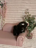 Hershey , a female Shih Tzu for sale in Abilene, TX – 7 of 9