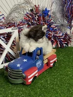 Wesley, a male Shih Tzu for sale in Abilene, TX – 4 of 6